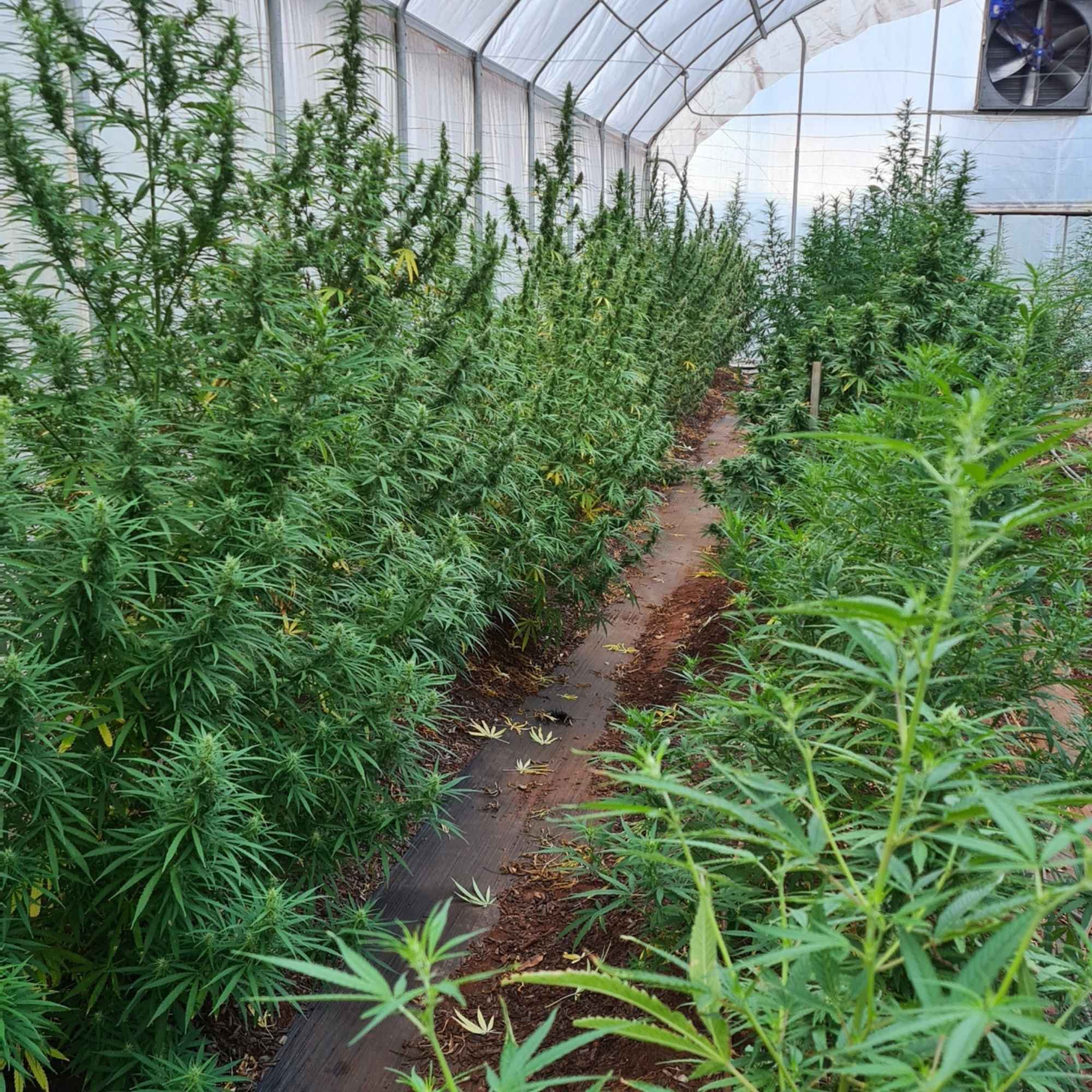 Industrial hemp crop grown by Made In Hemp