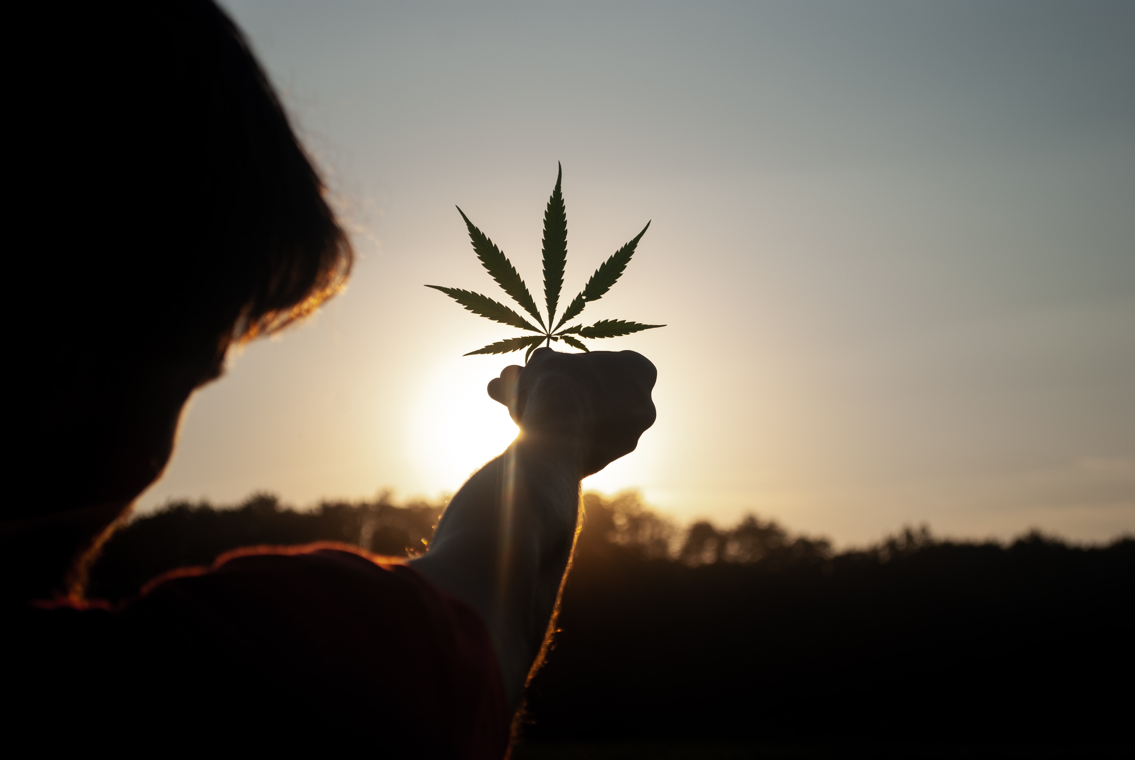 The Many Features of Hemp Plant Products and Why You Should Use Them