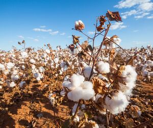 Hemp vs Cotton: What Makes Hemp Clothing Different?