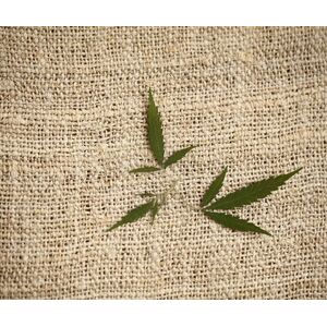 Hemp Farming for Fibre: From Seed to Sustainable Fabric